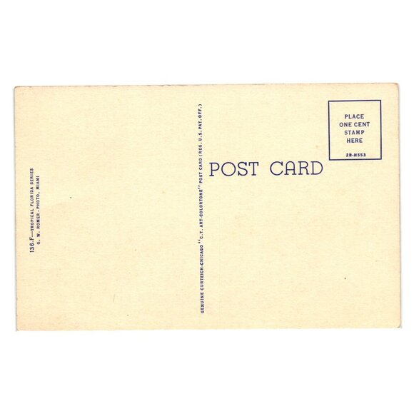 Stately Palms And Australian Pines Florida Vintage Curteich Postcard 136-F Art - Picture 2 of 2